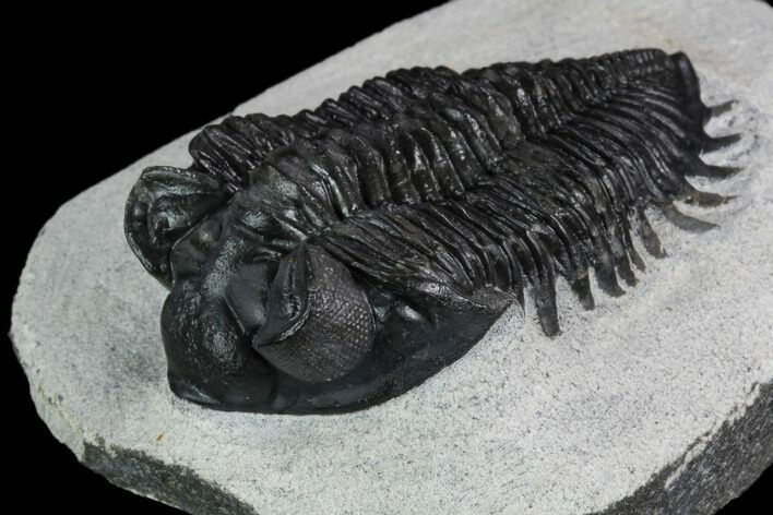 Coltraneia Trilobite Fossil - Huge Faceted Eyes #125090